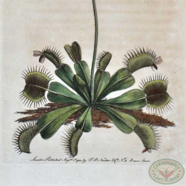 Lithograph Venus Flytrap Nodder, 1790