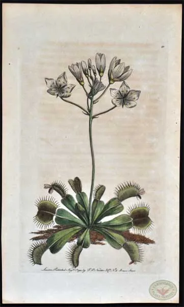 Lithograph Venus Flytrap Nodder, 1790